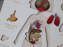 Load image into Gallery viewer, Human Anatomy - Organs Puzzle
